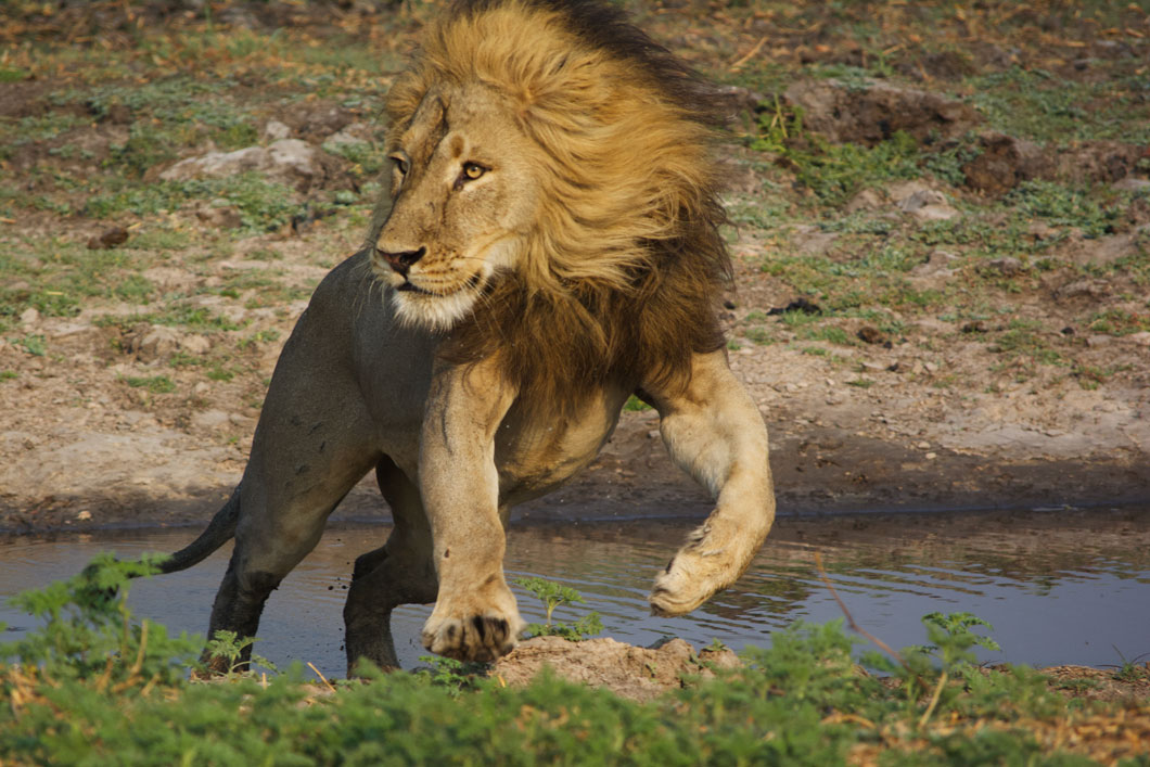 Northern Kafue & Busanga Plains Safari